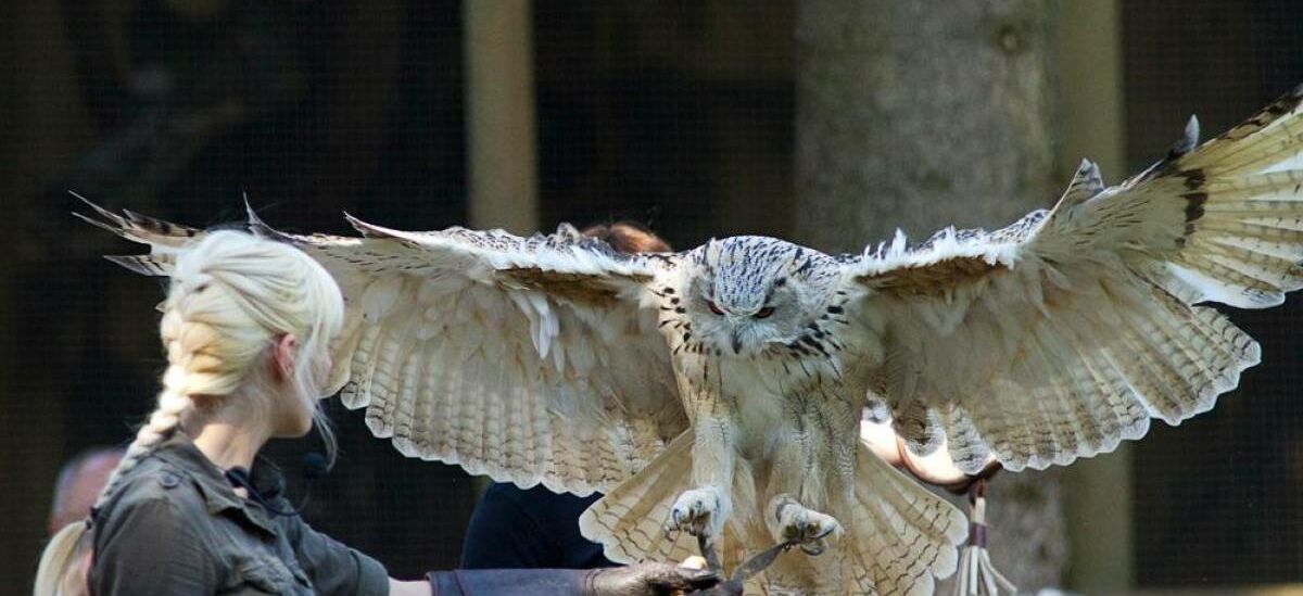 Flugshow Falknerei Greifenwarte mit Falknerin und Eule